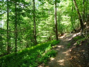 Bike trails such as this one litter the Norht Mills River Recreation Area