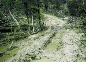 Acres of Vegetation are Damaged by Logging