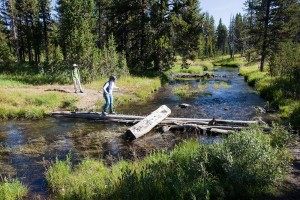 Recreational visits play a pivotal role in funding the forest's services