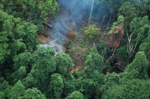 Koh_Kong_logging