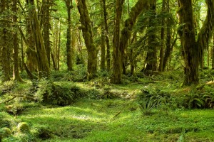 Maple_Glade_Trail,_Olympic_National_Park