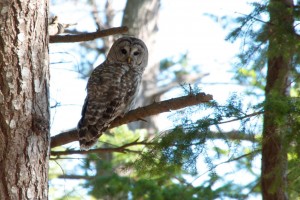 Barred Owl