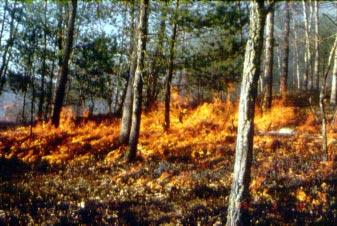 http://commons.wikimedia.org/wiki/File:Prescribed_fire_GWJNF_Steven_Q_Croy_USDAFS_1995.jpg