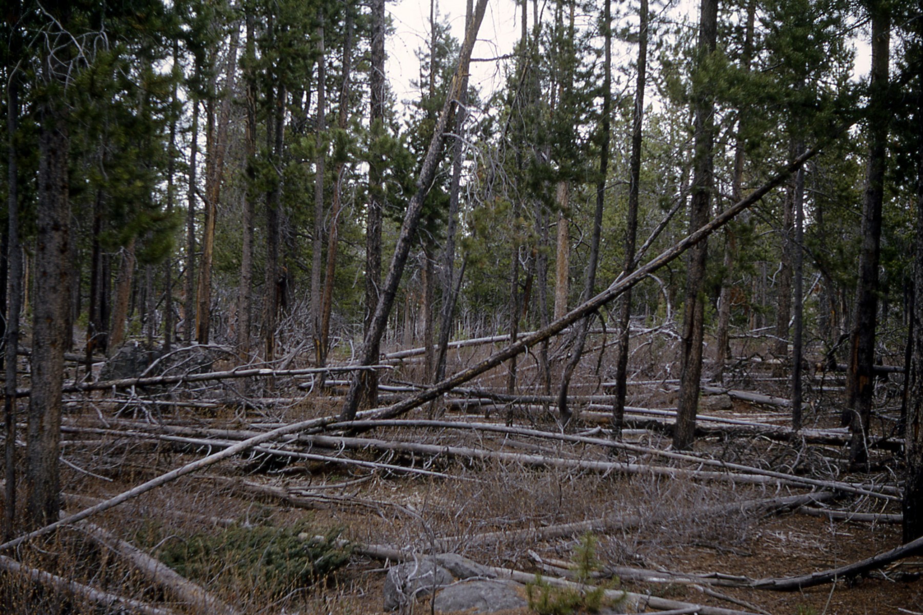 http://upload.wikimedia.org/wikipedia/commons/9/9b/Lodgepole_pine_forest_1965.jpg